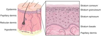 The Extracellular Matrix in Skin Inflammation and Infection